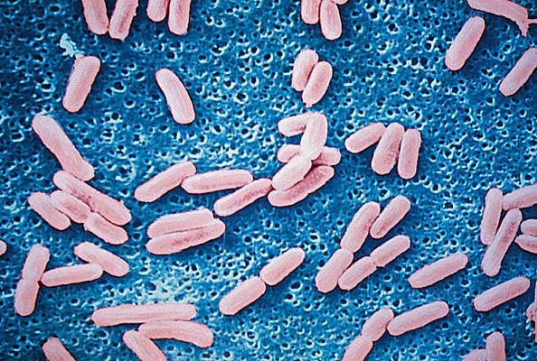 Infections urinaires